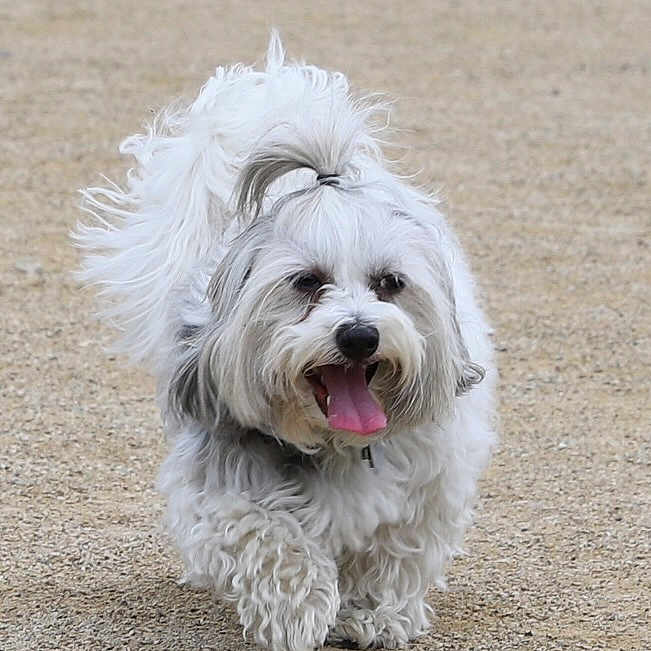 Piper