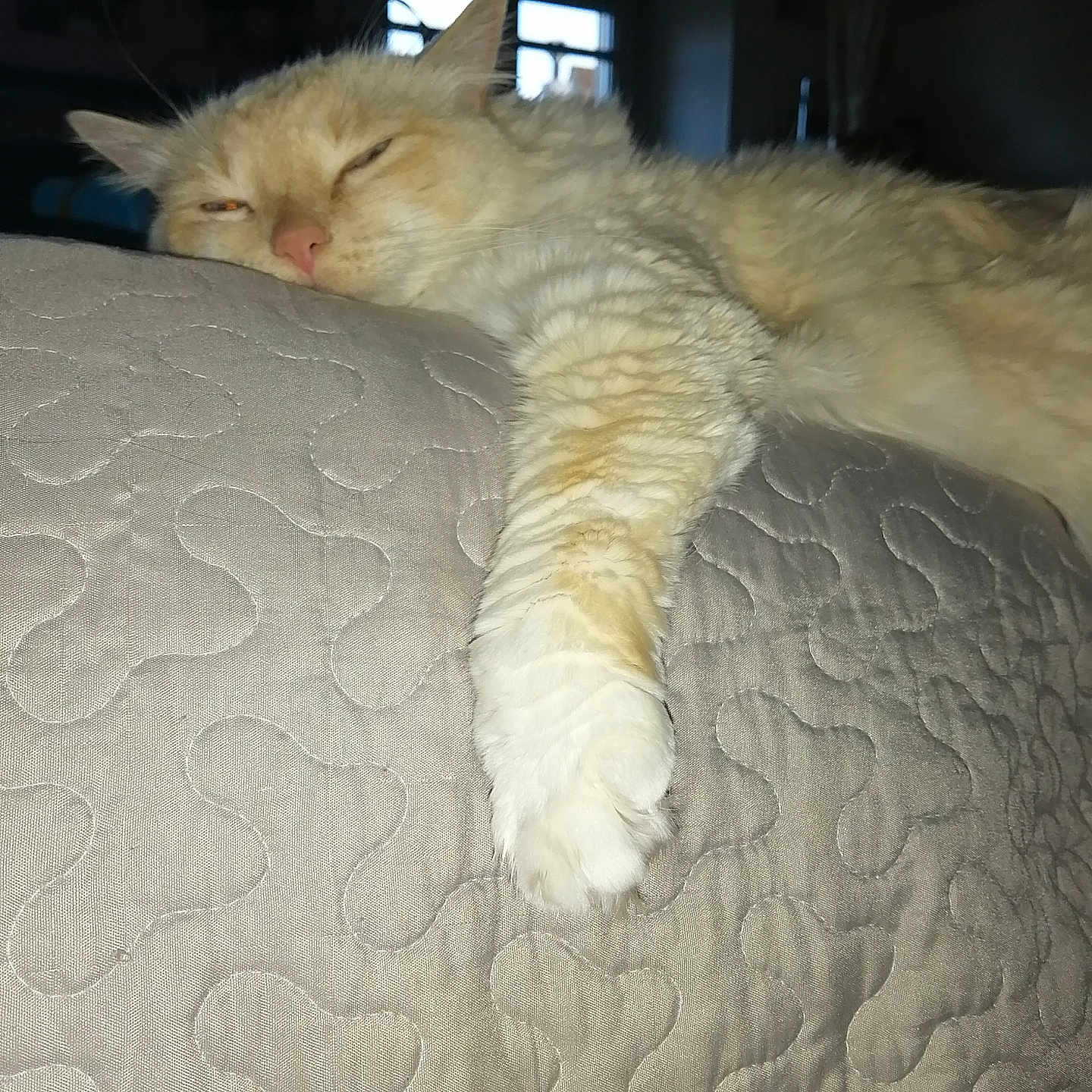 Geekette a rejoint le concours — aidez-le/la à gagner de superbes lots ! animal, cat, closeup, cozy, cream_colored, domestic_cat, fluffy, fur, home, indoor, mammal, paw, pet, quilted_surface, relaxed, resting, sleepy, stretching, whiskers, window