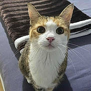 Fiona a rejoint le concours — aidez-le/la à gagner de superbes lots ! cat, animal, pet, feline, whiskers, ears, eyes, fur, bed, blanket, indoor, curious, cute, domestic, mammal, tabby, white_paws, looking_up, close_up, sitting