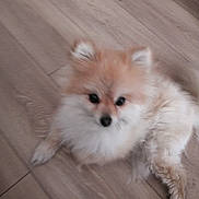 Venus a rejoint le concours — aidez-le/la à gagner de superbes lots ! dog, pomeranian, pet, fluffy, floor, wooden_floor, animal, cute, small_dog, lying_down, indoor, fur, ears, tail, face, mammal, domestic_animal, companion, paw, canine