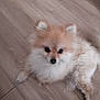 dog, pomeranian, pet, fluffy, floor, wooden_floor, animal, cute, small_dog, lying_down, indoor, fur, ears, tail, face, mammal, domestic_animal, companion, paw, canine