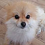 dog, pomeranian, fluffy, pet, cute, animal, indoor, portrait, closeup, fur, eyes, nose, whiskers, wooden_floor, small_dog, canine, companion, adorable, face, lying_down