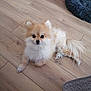 dog, pomeranian, fluffy, pet, indoor, wooden_floor, toy, pet_bed, animal, small_dog, cute, lying_down, fur, domestic, companion, animal_portrait, flooring, looking_up, cozy, home