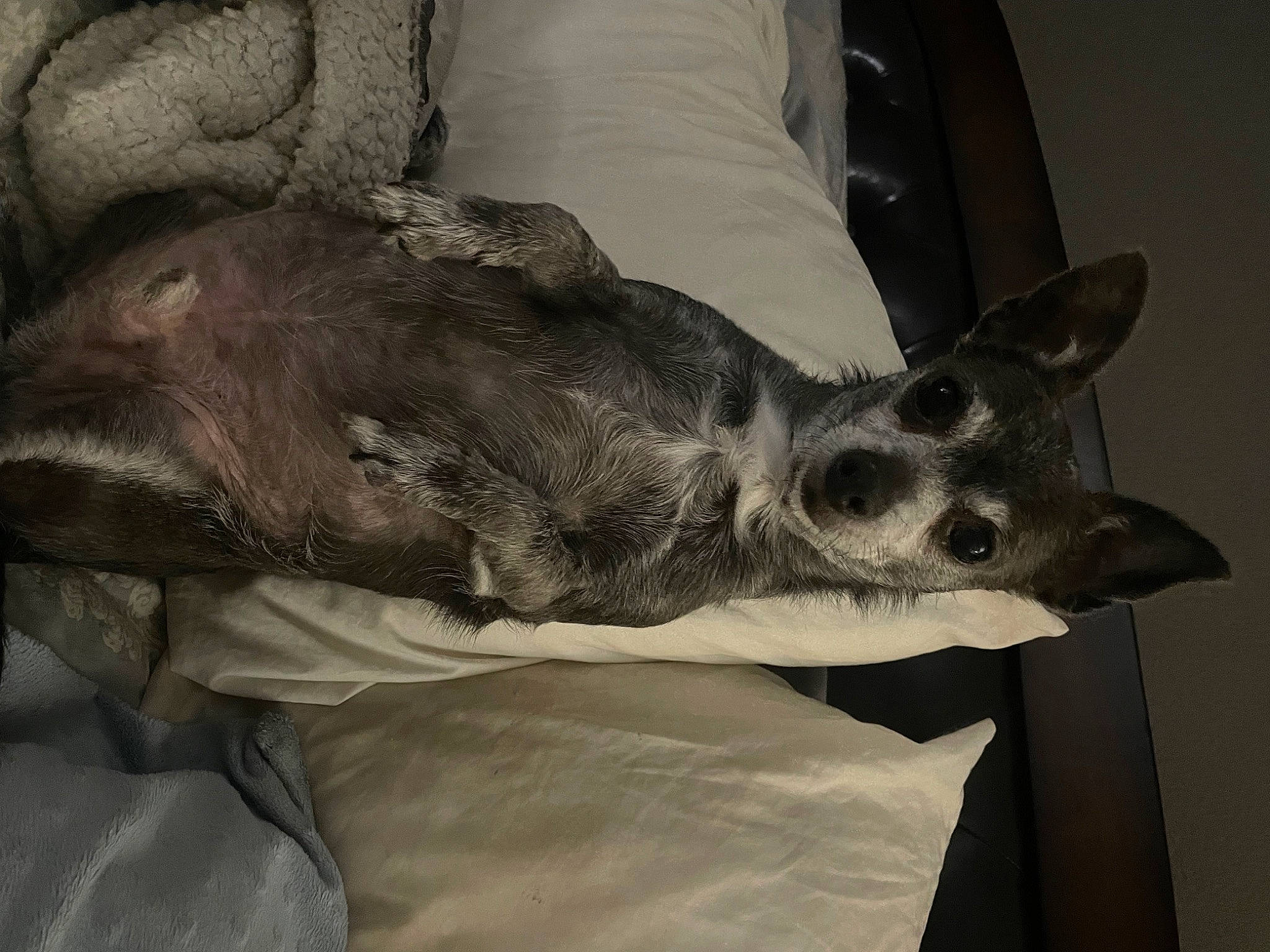 Nickel joined the competition — help win amazing prizes! bone, canidae, carnivore, comfort, companion_dog, couch, dog, dog_breed, ear, fur, grey, linens, monochrome_photography, pillow, sleeve, snout, sporting_group, toy_dog, whiskers, working_animal