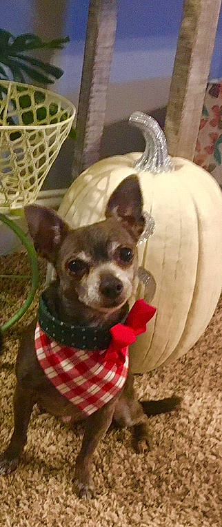 Nickel joined the competition — help win amazing prizes! canidae, carnivore, chair, chihuahua, collar, companion_dog, dog, dog_breed, dog_supply, ear, fawn, liver, pet_supply, russkiy_toy, snout, sporting_group, toy_dog, vertebrate, whiskers, working_animal