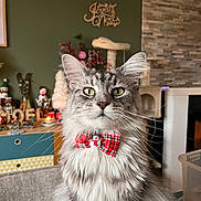 Utah a rejoint le concours — aidez-le/la à gagner de superbes lots ! cat, long_hair, bow_tie, snowman, holiday, christmas, indoor, decorations, furniture, green_wall, cozy, pet, cute, portrait, fluffy, animal, domestic_cat, whiskers, ears, table