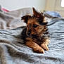 animal, bed, black, blanket, brown, cozy, cute, dog, ears, eyes, fur, fur_texture, indoor, laying, pet, portrait, puppy, soft, whiskers, young