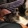 dog, pet, animal, canine, sleepy, lying_down, couch, sofa, indoor, home, cozy, close_up, fur, floppy_ears, eye, muzzle, black_fur, white_fur, brown_fur, relaxed
