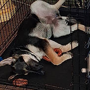 Shae joined the competition — help win amazing prizes! dog, dogs, puppy, white_dog, sleeping, lying_down, belly_up, fluffy, pet_crate, kennel, blanket, dog_bed, chew_toy, pet_toy, indoor, home, resting, dark_fur, cage, funny_pose