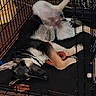 dog, dogs, puppy, white_dog, sleeping, lying_down, belly_up, fluffy, pet_crate, kennel, blanket, dog_bed, chew_toy, pet_toy, indoor, home, resting, dark_fur, cage, funny_pose