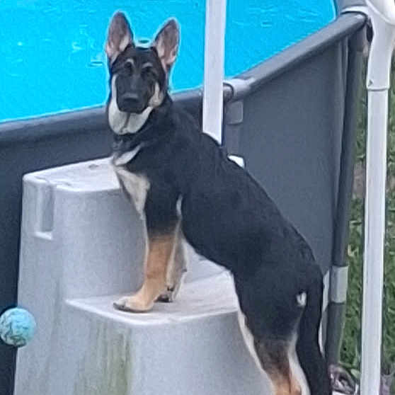 Shae joined the competition — help win amazing prizes! dog, german_shepherd, canine, standing, pool, swimming_pool, pool_steps, outdoor, blue_water, backyard, pet, animal, black_and_tan, pointed_ears, long_tail, alert, portrait, summer, ball, playful