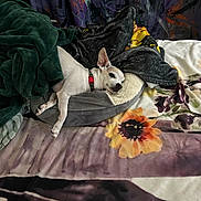 Buddy is registered to the contest to win money with this photo: animal, bed, blanket, collar, comfort, cozy, curtain, dog, ear, floral_pattern, fur, indoor, paw, pet, plush_bed, relaxed, resting, sleepy, soft_texture, white_dog