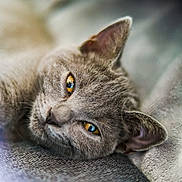 Brume a rejoint le concours — aidez-le/la à gagner de superbes lots ! cat, gray_cat, pet, feline, animal, close_up, portrait, golden_eyes, blue_gray_fur, whiskers, ears, lying_down, relaxed, couch, sofa, indoor, cozy, soft_texture, photography, paw_print