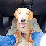 Bella a rejoint le concours — aidez-le/la à gagner de superbes lots ! puppy, dog, labrador, canine, sitting, smiling, happy, portrait, car, vehicle, interior, blanket, jeans, legs, sandals, flash_photography, close_up, pet, road_trip, indoor