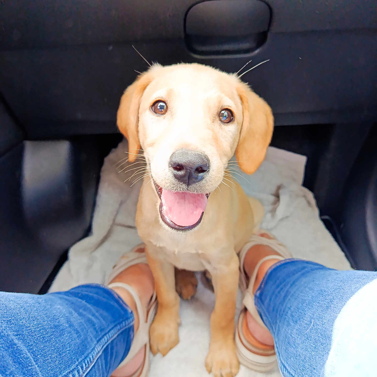 Bella a rejoint le concours — aidez-le/la à gagner de superbes lots ! puppy, dog, labrador, canine, sitting, smiling, happy, portrait, car, vehicle, interior, blanket, jeans, legs, sandals, flash_photography, close_up, pet, road_trip, indoor