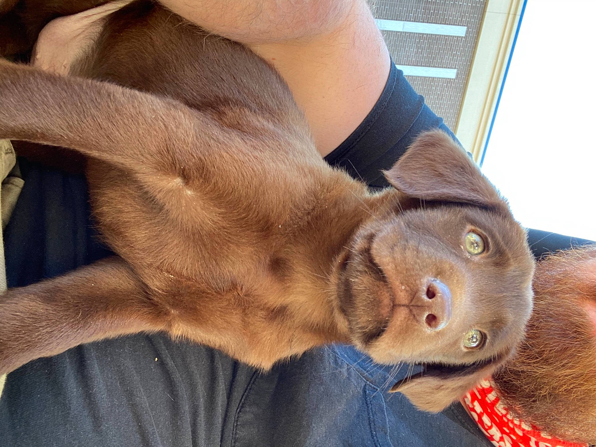 Bear joined the competition — help win amazing prizes! brown, canidae, collar, comfort, companion_dog, denim, dog, dog_breed, fawn, foot, fur, liver, pet_supply, skin, snout, sporting_group, tan, vertebrate, whiskers, working_animal