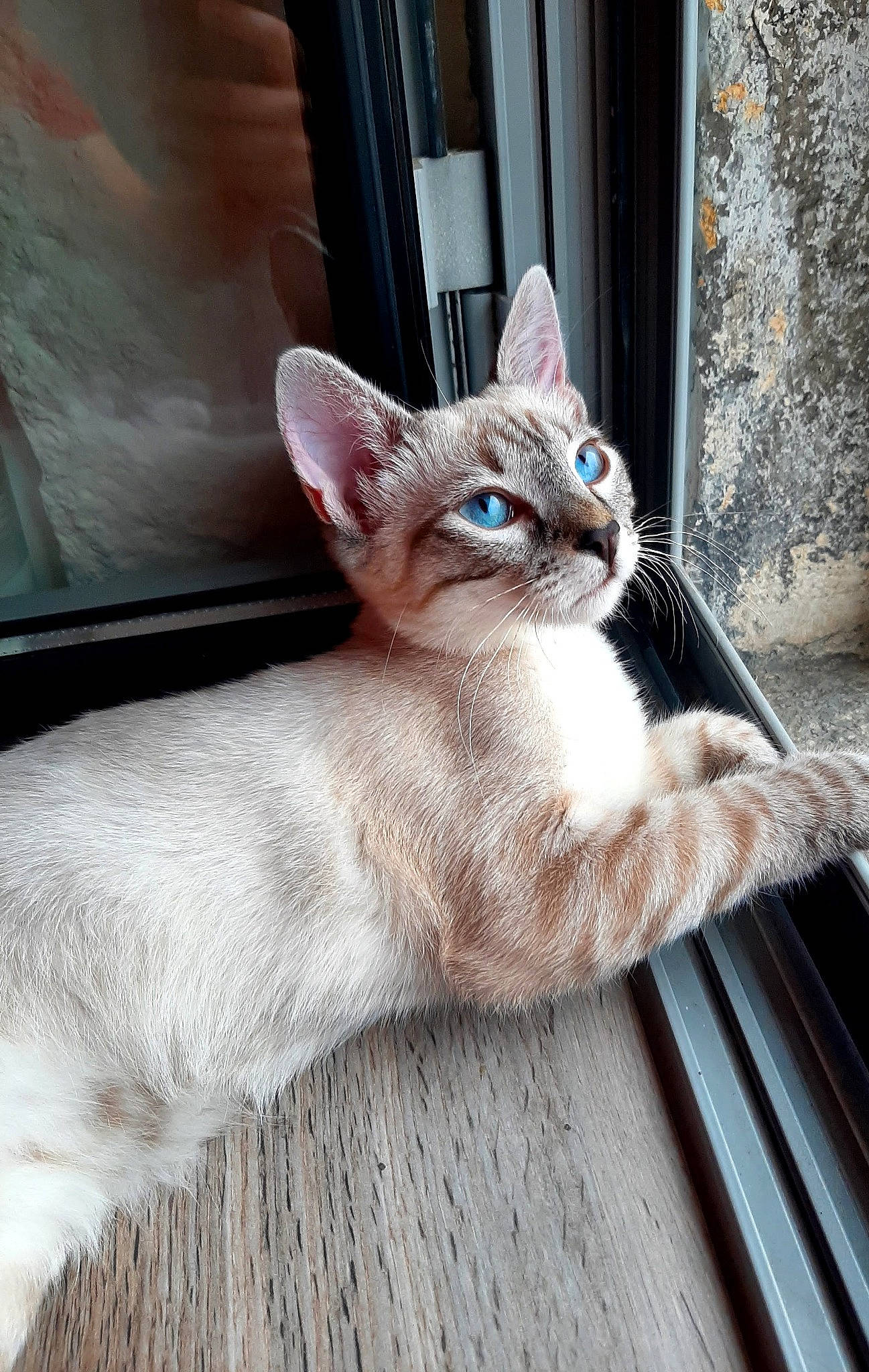 Luna a rejoint le concours — aidez-le/la à gagner de superbes lots ! carnivore, cat, claw, comfort, domestic_short_haired_cat, door, fawn, felidae, fur, sitting, small_to_medium_sized_cats, snout, tail, terrestrial_animal, whiskers, window