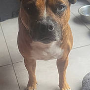 Marvel a rejoint le concours — aidez-le/la à gagner de superbes lots ! alert, animal, brown_dog, canine, companion, cute, dog, domestic, ears, floor, home, indoor, looking_at_camera, metal_bowl, paws, pet, pet_bed, standing, tile_floor, white_markings