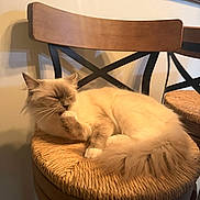 Pillow joined the competition — help win amazing prizes! cat, chair, cleaning, closeup, cozy, cream_color, decor, domestic, feline, fluffy, furniture, indoor, paw, pet, relaxed, resting, shadow, wall, wood, woven_seat
