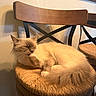 cat, chair, cleaning, closeup, cozy, cream_color, decor, domestic, feline, fluffy, furniture, indoor, paw, pet, relaxed, resting, shadow, wall, wood, woven_seat