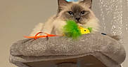 Pillow joined the competition — help win amazing prizes! animal, cat, cat_tree, cozy, curtain, cute, domestic, feathers, feline, fluffy_cat, home, indoor, light, perch, pet, playful, resting, shadow, toy, window