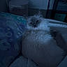 Pillow joined the competition — help win amazing prizes! animal, bed, blue_light, cat, comfort, cozy, feline, fluffy, fur, home, indoor, nighttime, pet, pillow, quiet, relaxing, resting, shadow, sleepy, soft