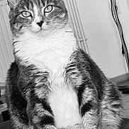 Praline participe au concours pour gagner de l'argent avec cette photo : animal, black_and_white, calm, cat, close_up, cute, domestic, eyes, feline, fur, house, indoor, pet, portrait, relaxed, sitting, soft_surface, tabby, texture, whiskers
