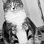 animal, black_and_white, calm, cat, close_up, cute, domestic, eyes, feline, fur, house, indoor, pet, portrait, relaxed, sitting, soft_surface, tabby, texture, whiskers