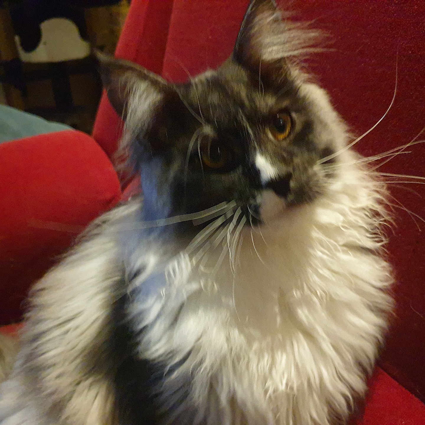 Arsouille a rejoint le concours — aidez-le/la à gagner de superbes lots ! amber_eyes, animal, cat, close_up, companion, cozy, curious, domestic_animal, feline, fluffy, furniture, household, indoor, long_hair, mammal, pet, red_couch, relaxed, seated, whiskers