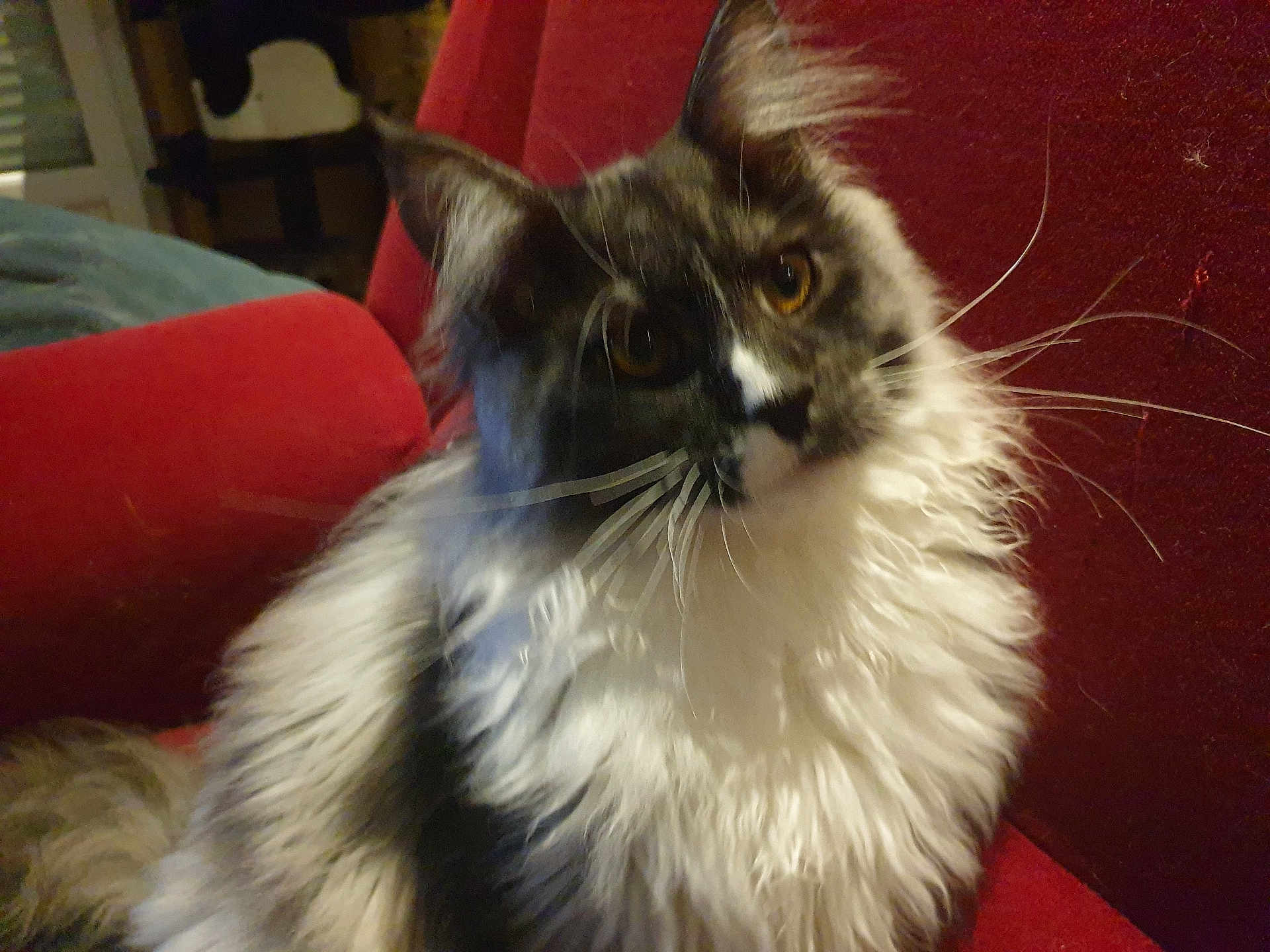 Arsouille a rejoint le concours — aidez-le/la à gagner de superbes lots ! cat, feline, pet, fluffy, long_hair, whiskers, red_couch, indoor, curious, amber_eyes, seated, close_up, furniture, domestic_animal, mammal, animal, household, cozy, relaxed, companion