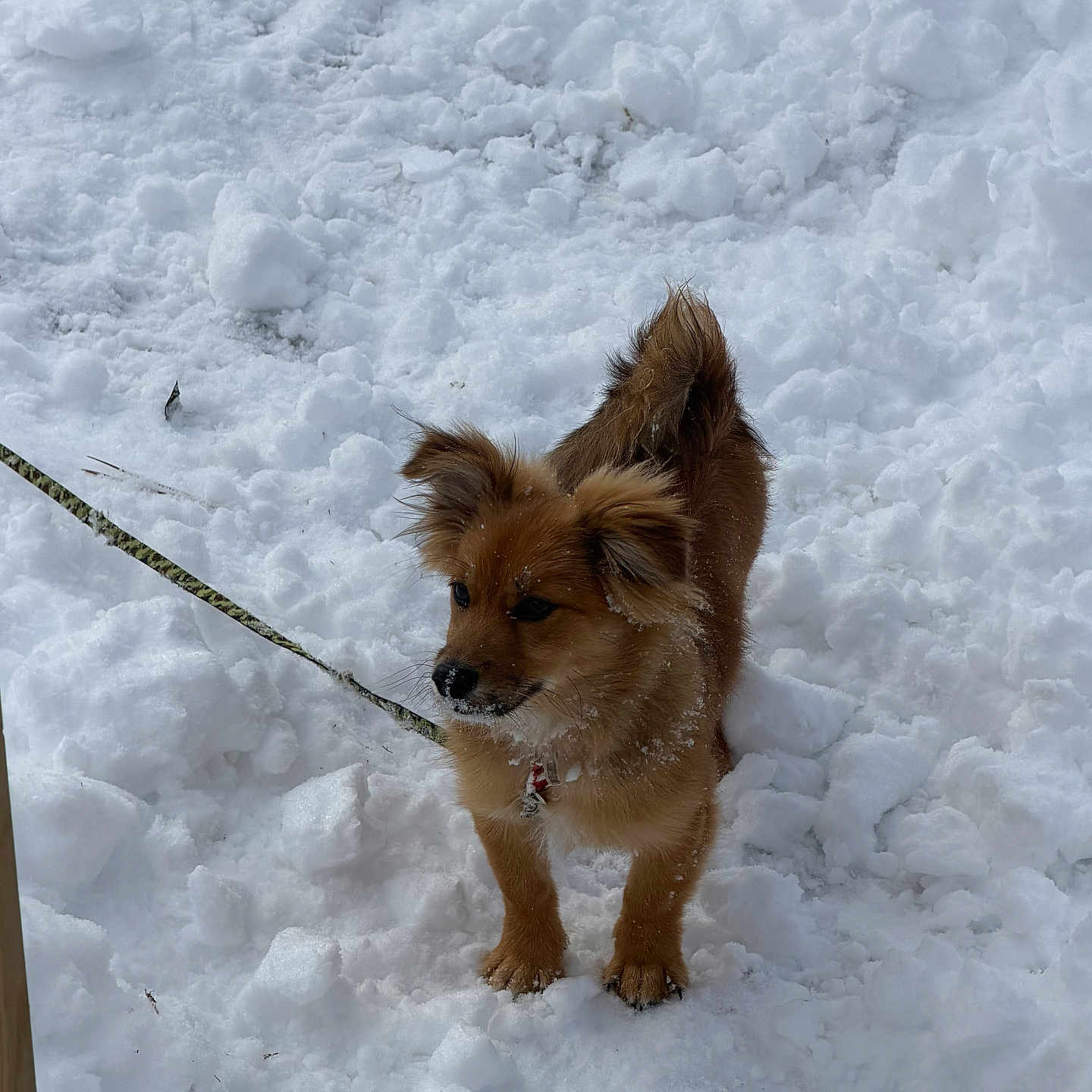 Milo joined the competition — help win amazing prizes! alert, animal, canine, cold, cute, dog, fluffy, fur, leash, mammal, nature, outdoor, pet, playful, puppy, snow, standing, white, winter, young
