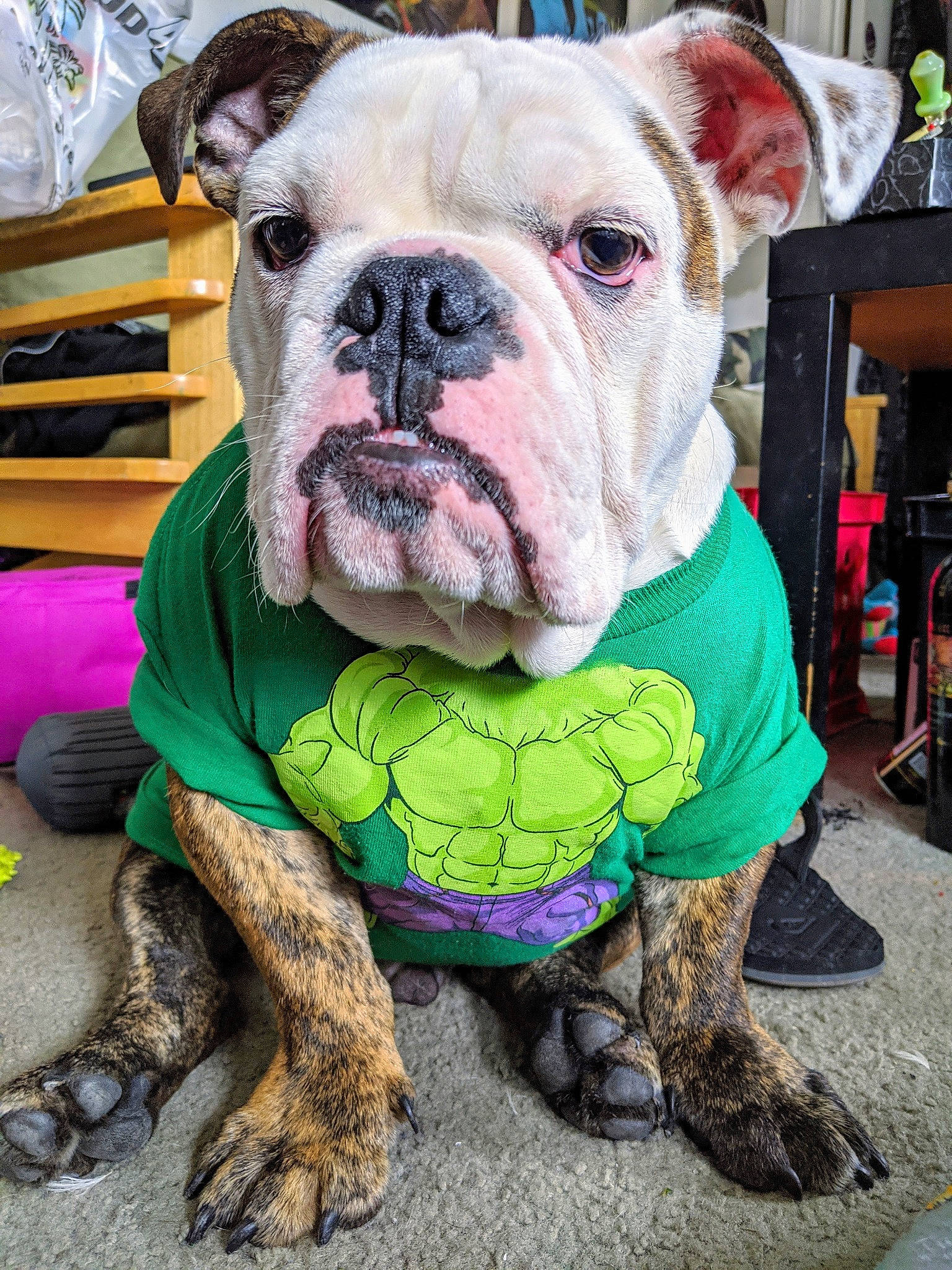 Bronson joined the competition — help win amazing prizes! american_bulldog, australian_bulldog, british_bulldogs, bulldog, canidae, carnivore, companion_dog, dog, dog_breed, dorset_olde_tyme_bulldogge, mammal, non_sporting_group, old_english_bulldog, olde_english_bulldogge, rare_breed_dog, renascence_bulldogge, snout, toy_bulldog, vertebrate, white_english_bulldog