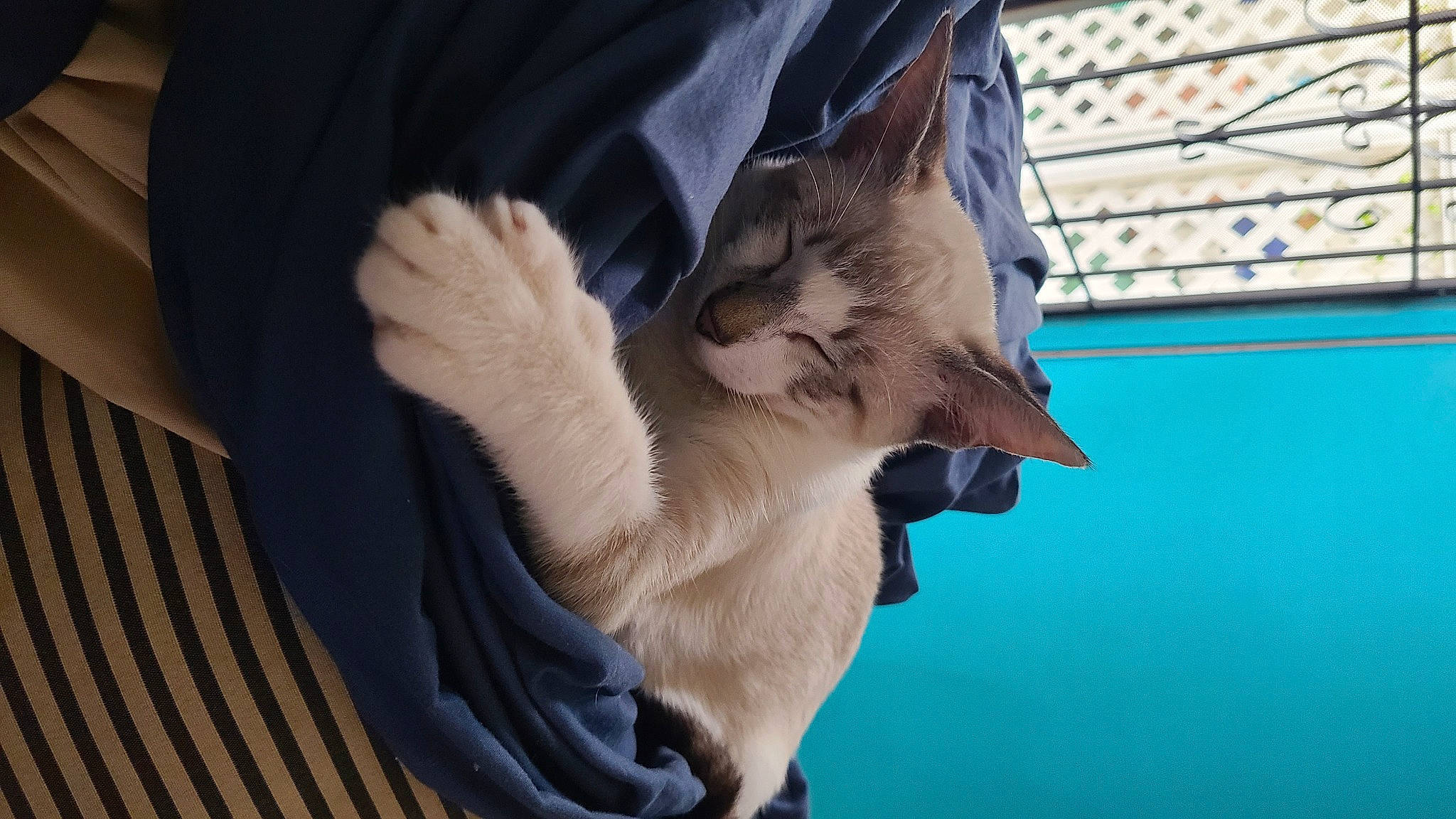 Whisky joined the competition — help win amazing prizes! carnivore, cat, claw, comfort, domestic_short_haired_cat, electric_blue, fawn, felidae, fur, gesture, paw, small_to_medium_sized_cats, tail, tree, whiskers, wildlife