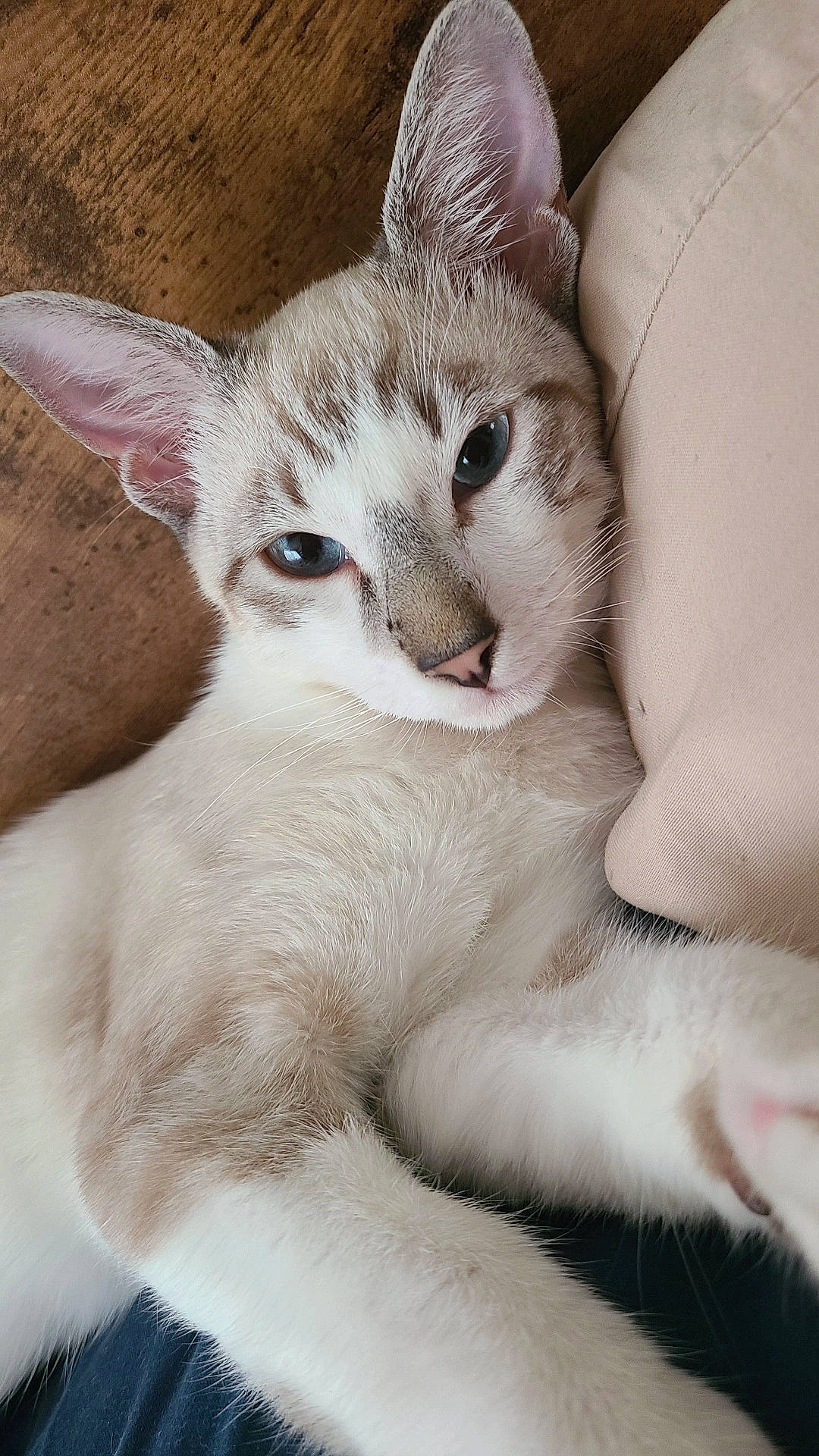 Whisky joined the competition — help win amazing prizes! carnivore, cat, claw, close_up, comfort, domestic_short_haired_cat, ear, fawn, felidae, fur, nap, paw, small_to_medium_sized_cats, snout, tail, terrestrial_animal, whiskers