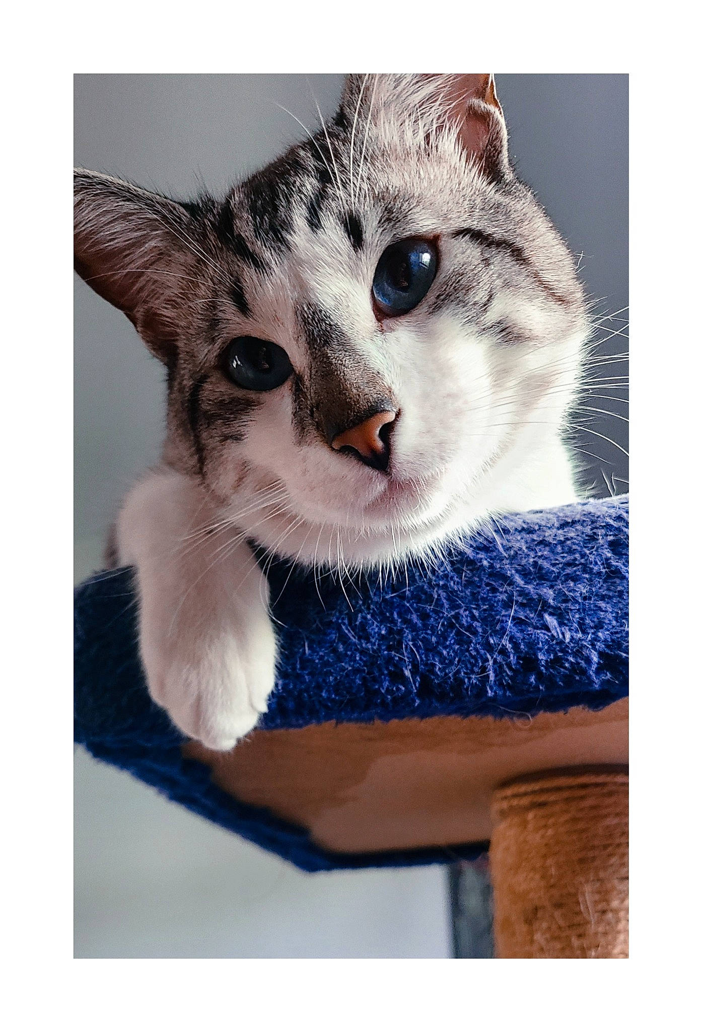 Whisky is registered to the contest to win money with this photo: carnivore, cat, cat_supply, domestic_short_haired_cat, electric_blue, electronic_device, felidae, font, fur, metal, paw, photo_caption, rectangle, small_to_medium_sized_cats, snout, square, stock_photography, technology, textile, whiskers