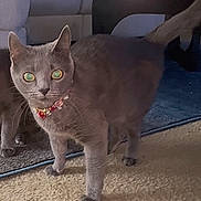 Kali is registered to the contest to win money with this photo: cat, gray_cat, jewelry, collar, pet, indoor, carpet, curious, alert, animal, feline, domestic_cat, two_cats, floor, looking, ears_up, whiskers, tail, home, furniture