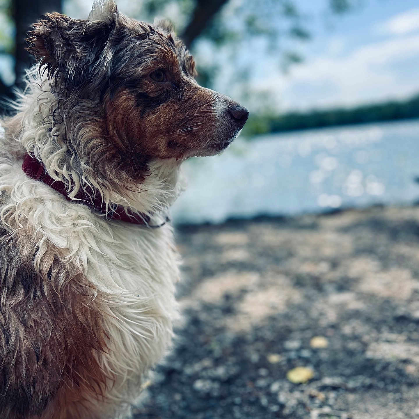 Plume participe au concours pour gagner de l'argent avec cette photo : accessories, animal, canine, dog, face, grass, head, nature, outdoors, person, pet, photography, plant, portrait, puppy, rock, soil, terrier, tree, water