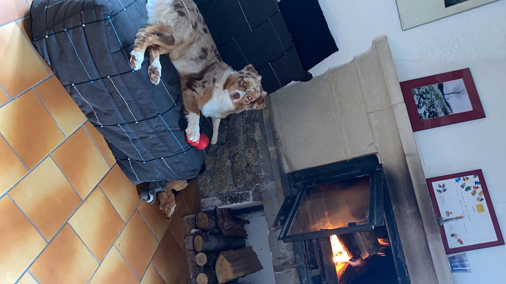 Plume participe au concours pour gagner de l'argent avec cette photo : carnivore, cat, chair, companion_dog, dog_breed, domestic_short_haired_cat, fawn, felidae, flooring, fur, gas, hardwood, heat, pet_supply, room, small_to_medium_sized_cats, tail, whiskers, window, wood