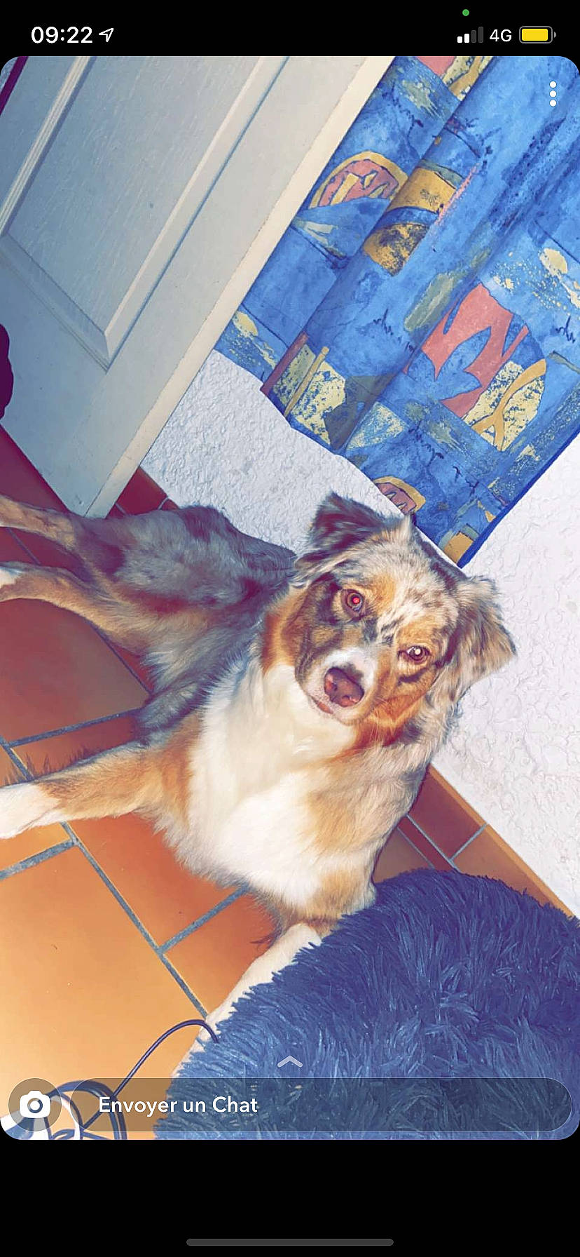 Plume a rejoint le concours — aidez-le/la à gagner de superbes lots ! art, blue, canidae, carnivore, chair, companion_dog, dog, dog_breed, dog_supply, door, eyewear, fawn, fur, glasses, snout, sporting_group, sunglasses, toy_dog, vision_care, whiskers