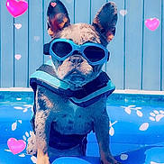Stormy Skye is registered to the contest to win money with this photo: animal, blue, bone_prints, cute, dog, french_bulldog, fun, heart_graphics, inflatable_float, life_jacket, outdoor, paw_prints, pet, pool, relaxing, summer, sunglasses, sunny, swimming, water