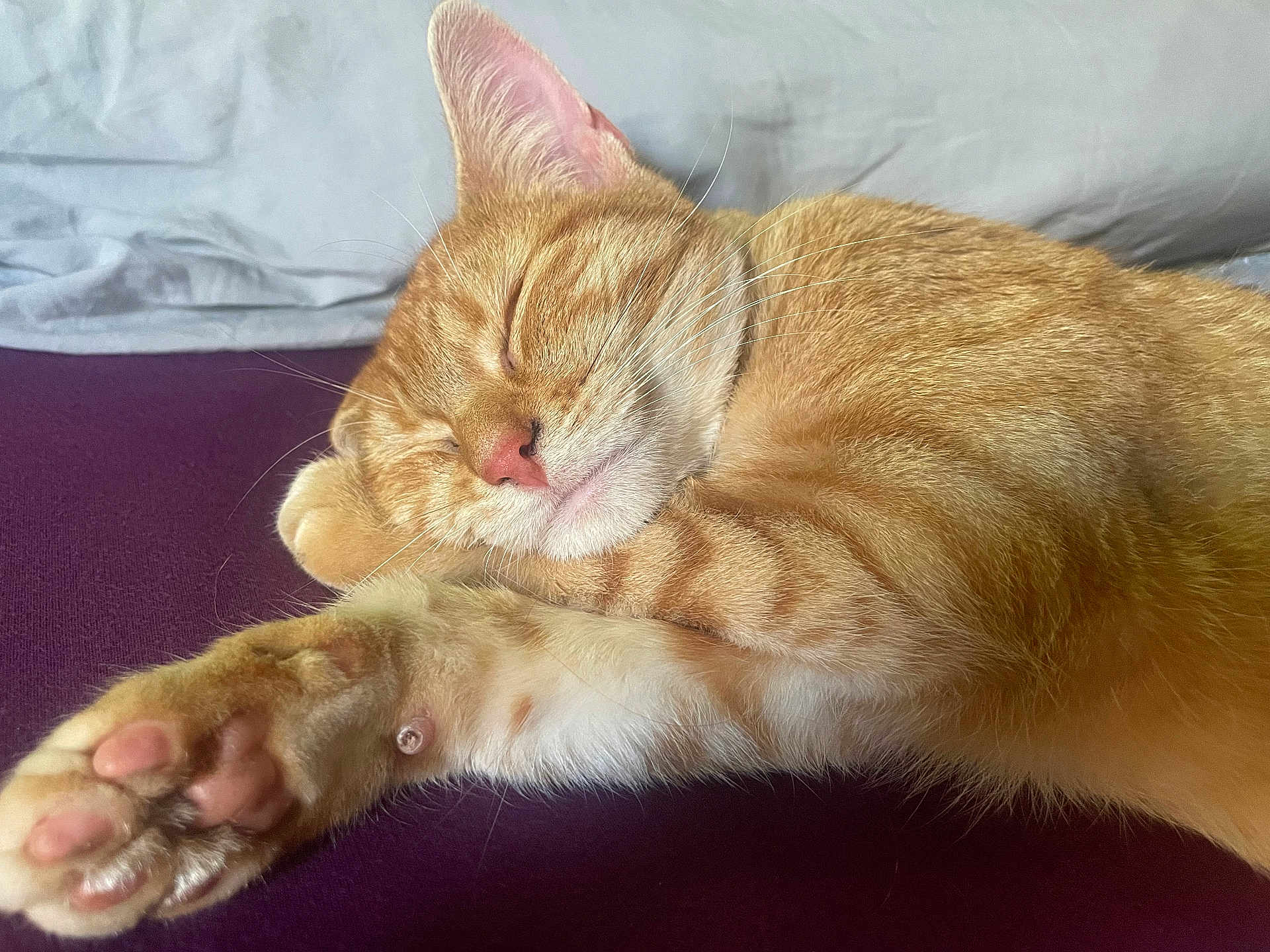 Hunny is registered to the contest to win money with this photo: animal, bed, cat, close_up, cozy, cute, domestic, feline, fur, ginger_cat, indoor, mammal, paw, pet, pink_nose, purple_surface, relaxed, resting, sleeping, whiskers