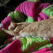 Hunny is registered to the contest to win money with this photo: animal, bed, blanket, cat, colorful, comfort, cozy, feline, fur, green, indoor, orange_tabby, pattern, pet, pink, quilt, relaxation, resting, sleeping, soft_light