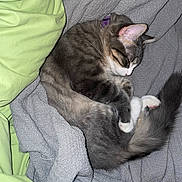 Sparky joined the competition — help win amazing prizes! blanket, cat, cozy, curled_up, cute, domestic_animal, fabric, fur, grey_cat, indoor, nap, pet, purple_collar, relaxation, resting, sleeping, soft_texture, tail, whiskers, white_paws