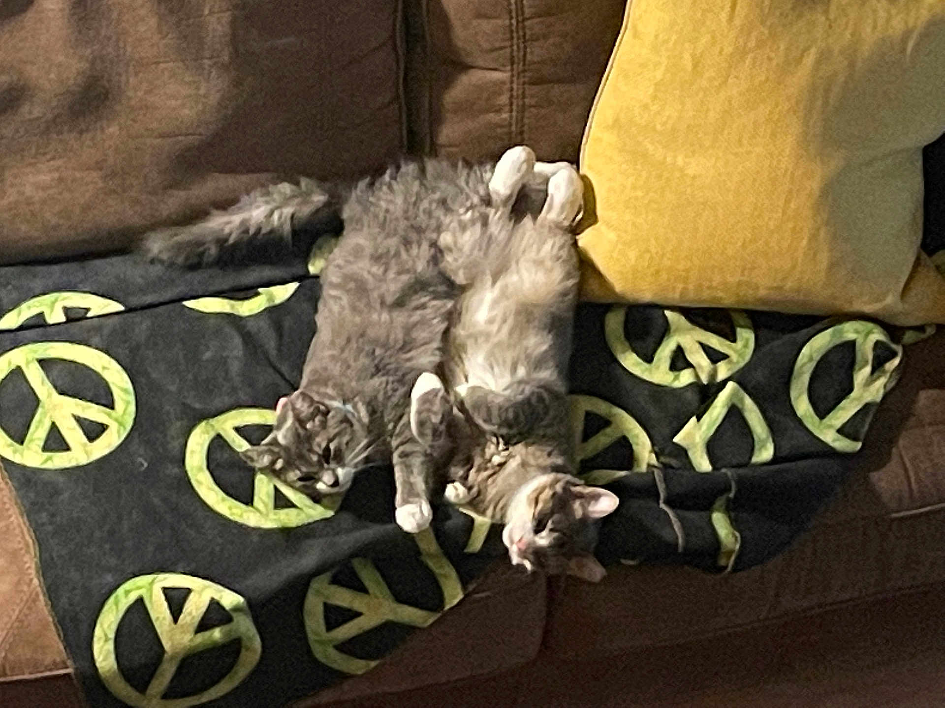 Sparkle Diva joined the competition — help win amazing prizes! animal, blanket, cat, cats, companion, couch, cozy, feline, fur, gray_tabby, home, indoor, paws, peace_sign, pets, relaxed, resting, sleeping, whiskers, yellow