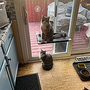 Sparkle Diva is registered to the contest to win money with this photo: animal, cabinet, cat, countertop, curious, daylight, door, floor, food_bowl, furniture, glass_door, gray_cat, hanging_perch, home, indoor, kitchen, mat, pet_food, white_cat, window