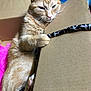 animal, cardboard_box, cat, claw, closeup, cute, domestic_cat, feline, fur, ginger_cat, indoor, leopard_print, paw, pet, relaxed, resting, sleepy, striped, toy, whiskers