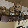 bookshelf, cat, cat_shelves, curious, feathers, feline, ginger_cat, hanging_bridge, home_interior, indoor, looking, paws, pet, playful, relaxed, rope, toy, wide_eyes, window, wooden_bridge