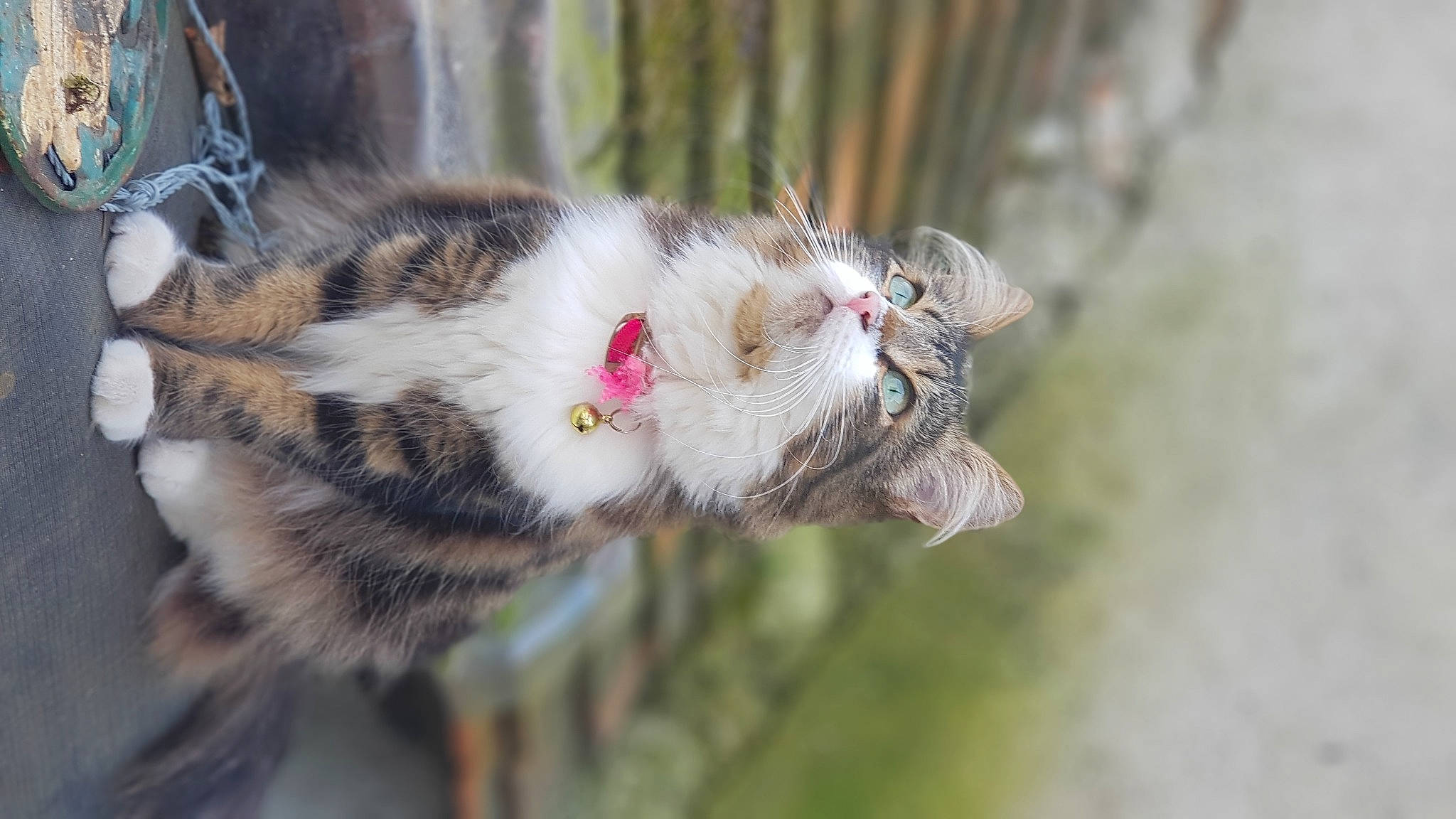 Belette a rejoint le concours — aidez-le/la à gagner de superbes lots ! canidae, carnivore, cat, claw, collar, domestic_short_haired_cat, eye, fawn, felidae, fur, grass, paw, plant, small_to_medium_sized_cats, snout, tail, terrestrial_animal, tree, twig, whiskers