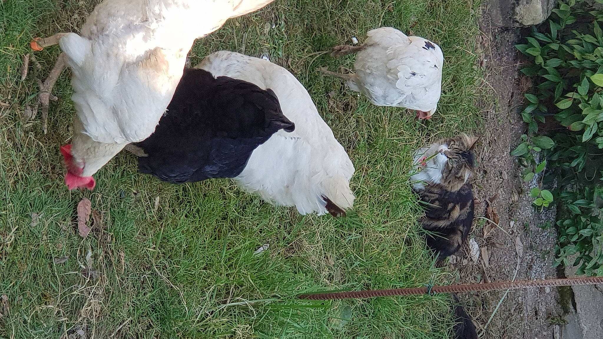 Belette a rejoint le concours — aidez-le/la à gagner de superbes lots ! _geese_and_swans, bird, ducks, fur, grass, grass_family, grassland, grazing, groundcover, herbaceous_plant, livestock, pasture, plant, soil, sporting_group, tail, terrestrial_animal, tree, trunk, wildlife