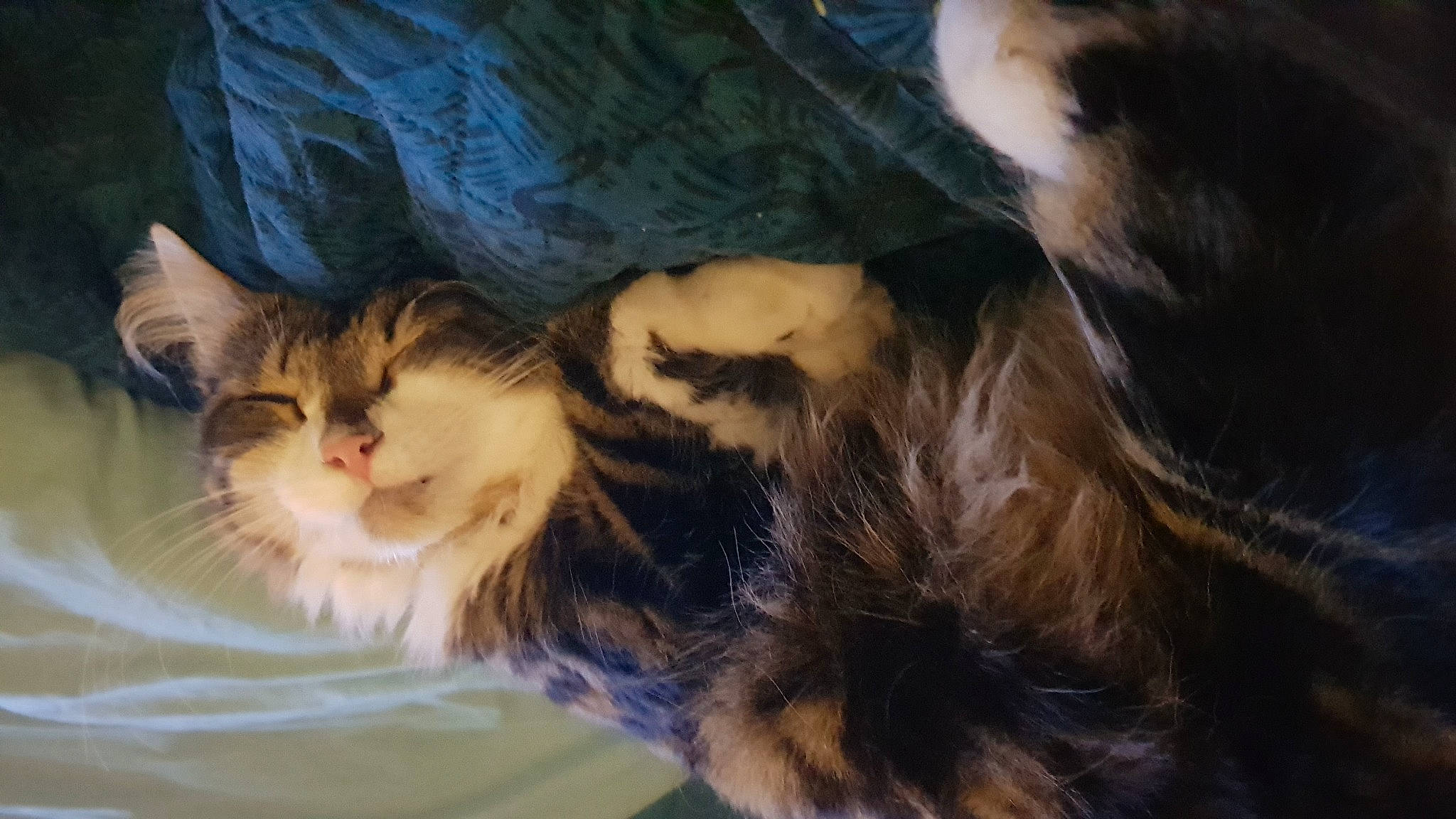 Belette participe au concours pour gagner de l'argent avec cette photo : carnivore, cat, claw, comfort, domestic_short_haired_cat, felidae, fur, paw, siberian, small_to_medium_sized_cats, snout, tail, whiskers